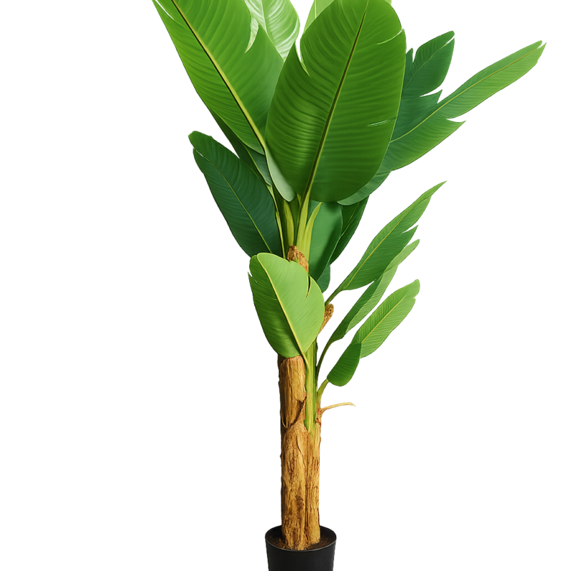 Arbol de platano