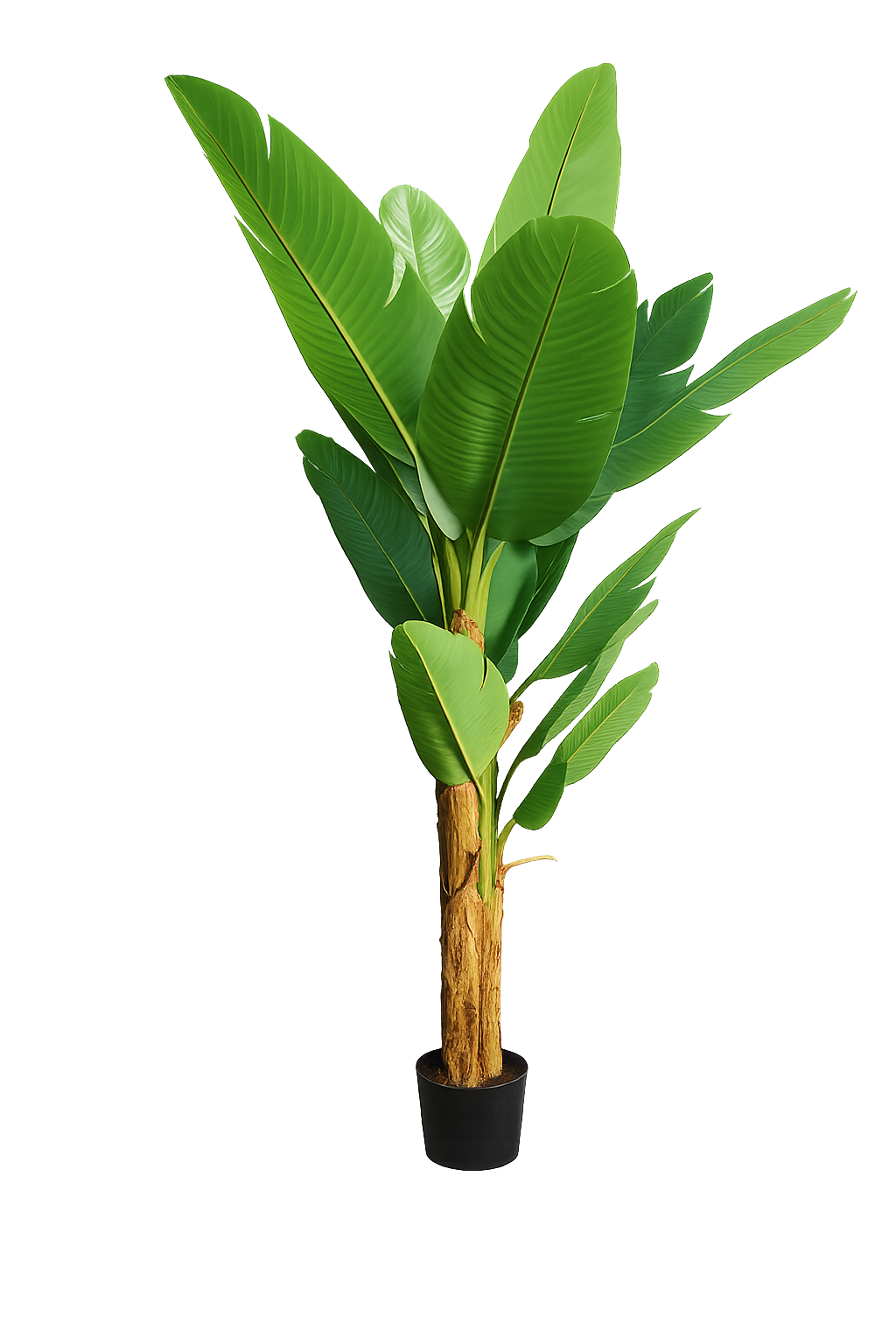 Arbol de platano